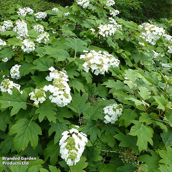 Hydrangea quercifolia 'Snow Queen'