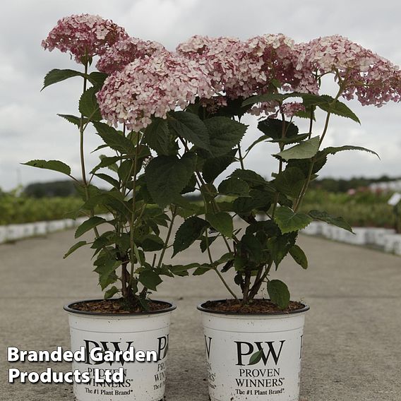 Hydrangea arborescens 'Sweet Annabelle'