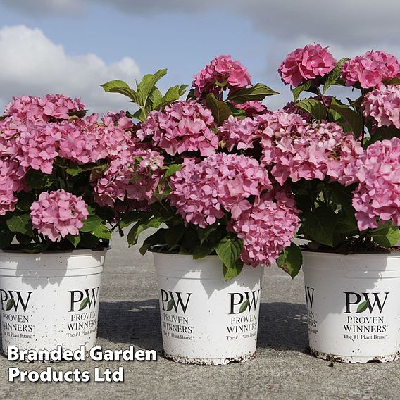 Hydrangea macrophylla 'Sweet Cupcake'