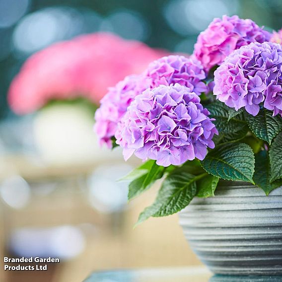 Hydrangea 'Tabletop'