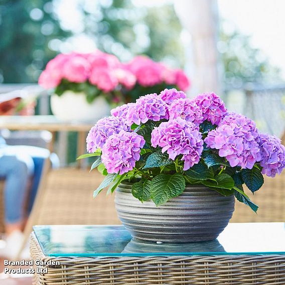 Hydrangea 'Tabletop'