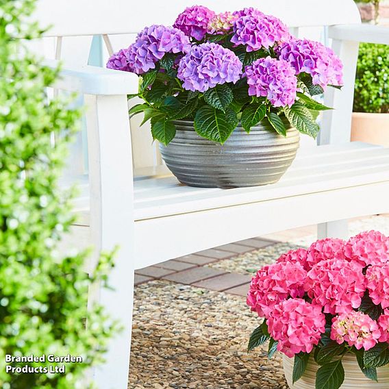 Hydrangea 'Tabletop'