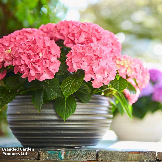 Hydrangea 'Tabletop'