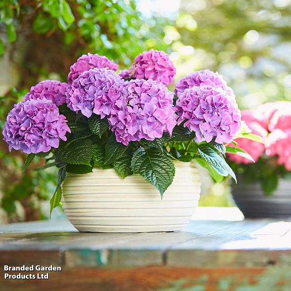 Hydrangea 'Tabletop'