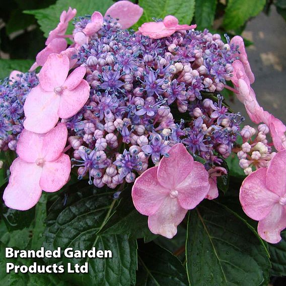 Hydrangea macrophylla 'Endless Summer - Twist & Shout'