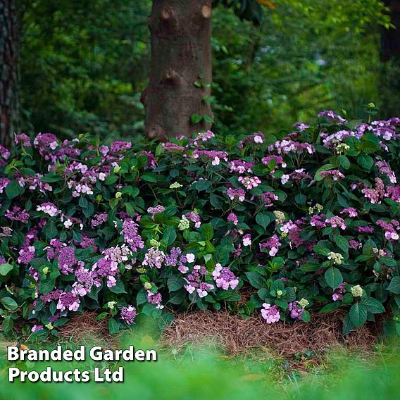 Hydrangea macrophylla 'Endless Summer - Twist & Shout'