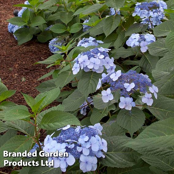 Hydrangea macrophylla 'Endless Summer - Twist & Shout'