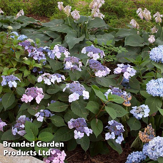 Hydrangea macrophylla 'Endless Summer - Twist & Shout'