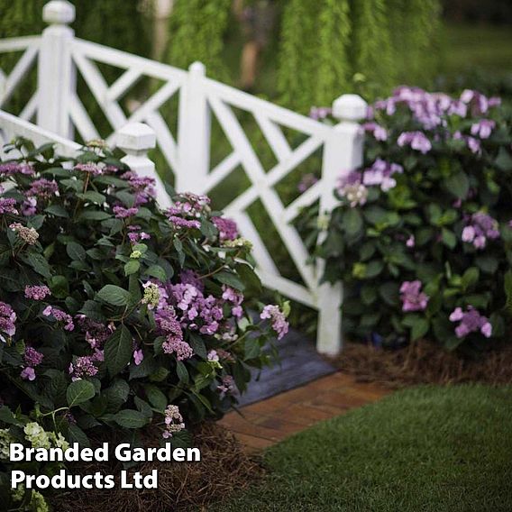 Hydrangea macrophylla 'Endless Summer - Twist & Shout'