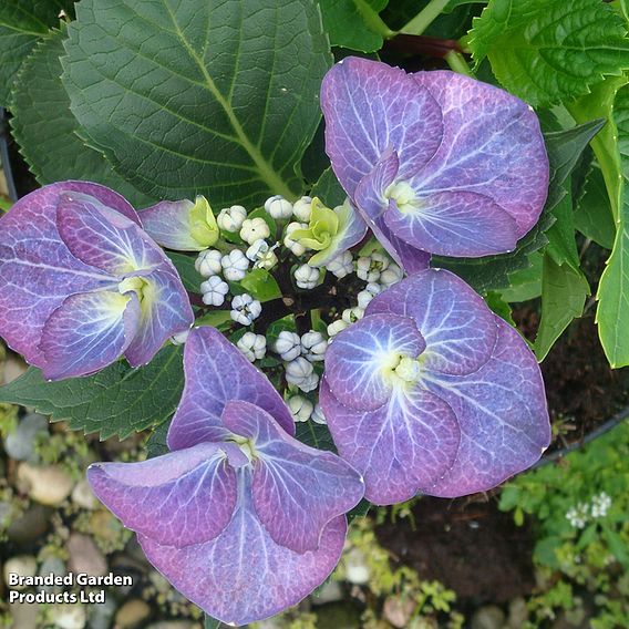 Hydrangea macrophylla 'Zorro'