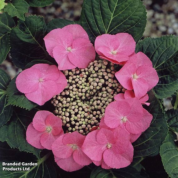 Hydrangea macrophylla 'Zorro'