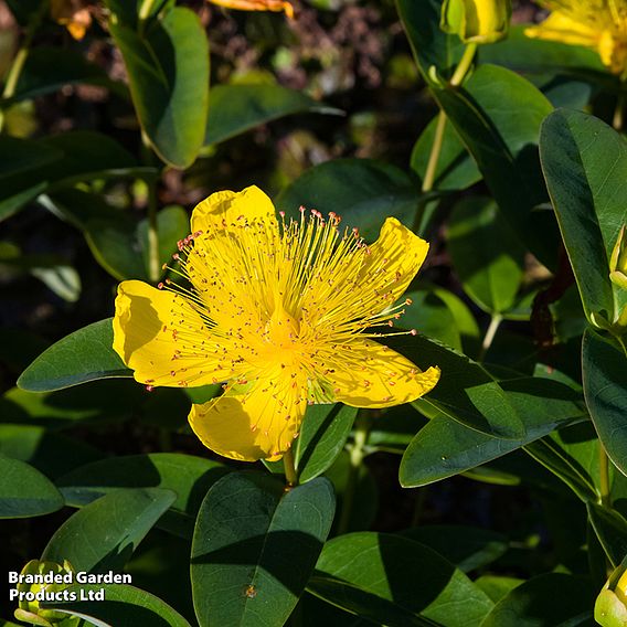 Hypericum calycinum