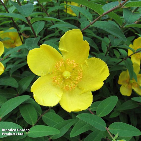 Hypericum x dummeri 'Peter Dummer'