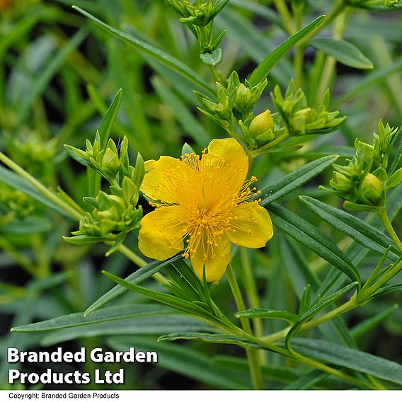 Hypericum kalmianum 'Sunny Boulevard'