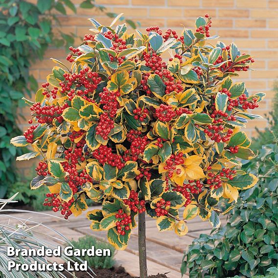 Holly 'Golden King' (Standard)