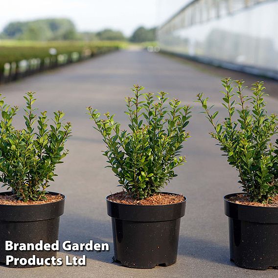 Ilex crenata 'Caroline Upright'