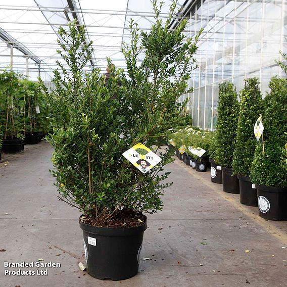 Ilex crenata 'Dark Green'