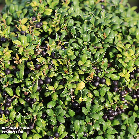 Ilex crenata 'Dark Green'