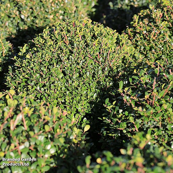 Ilex crenata 'Dark Green'