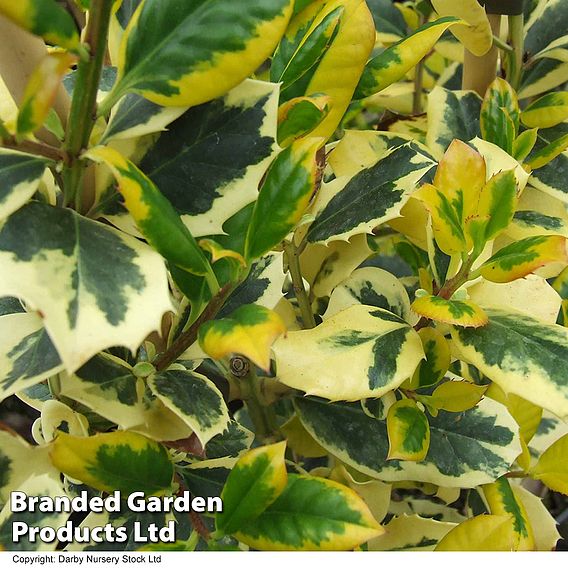 Holly 'Golden King'