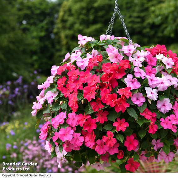 Busy Lizzie 'Beacon Raspberry Sundae' Mixed