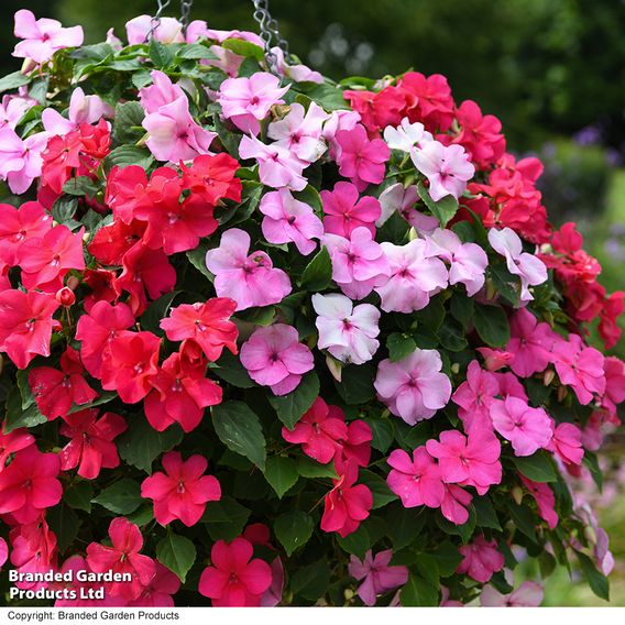 Busy Lizzie 'Beacon Raspberry Sundae' Mixed