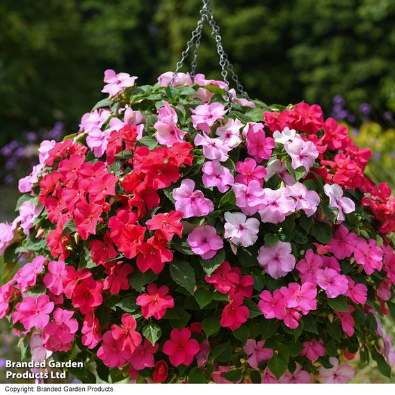 Busy Lizzie 'Beacon Raspberry Sundae' Mixed