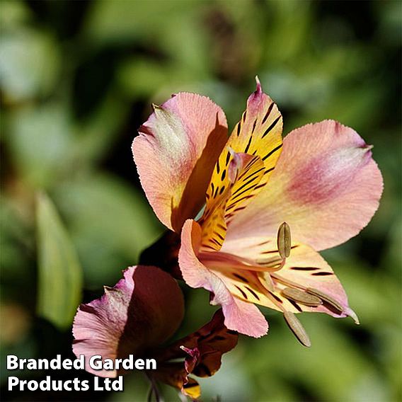 Alstroemeria Inticancha Sunset