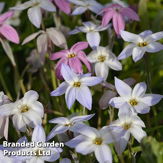 Ipheion Mixed