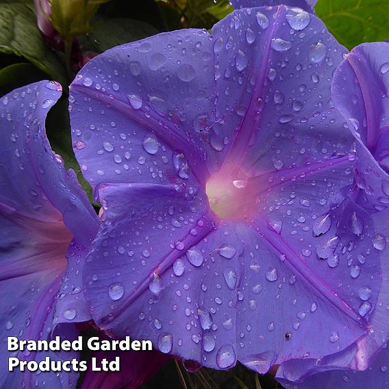 Morning Glory 'Blue'