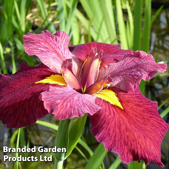 Iris louisiana 'Ann Chowning' (Marginal Aquatic)