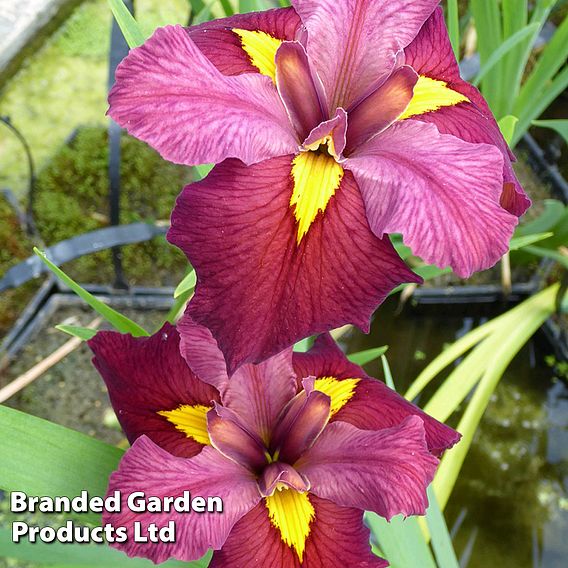 Iris louisiana 'Ann Chowning' (Marginal Aquatic)