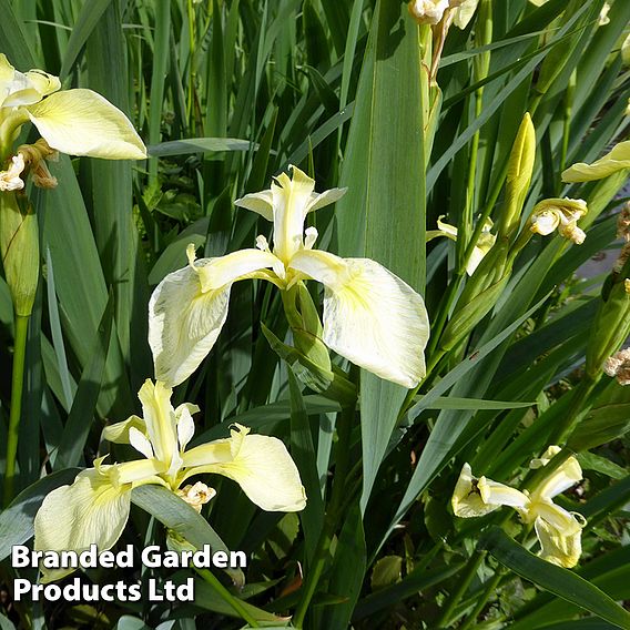 Iris pseudacorus bastardii (Marginal Aquatic)