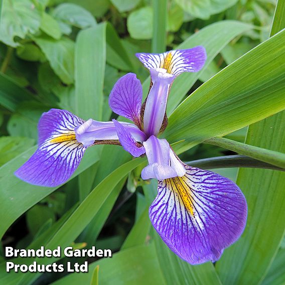 Iris x robusta 'Dark Aura'