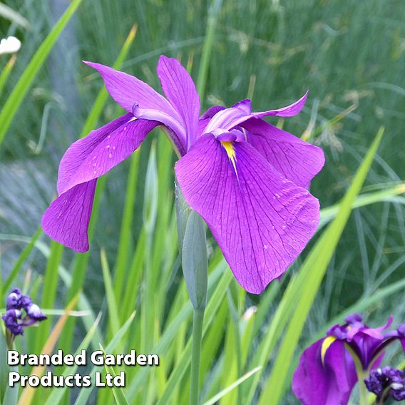 Iris ensata (Marginal Aquatic)