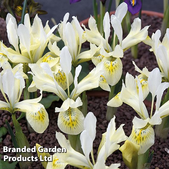 Iris 'Katharine's Gold'