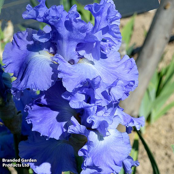 Iris 'Metolius Blues'