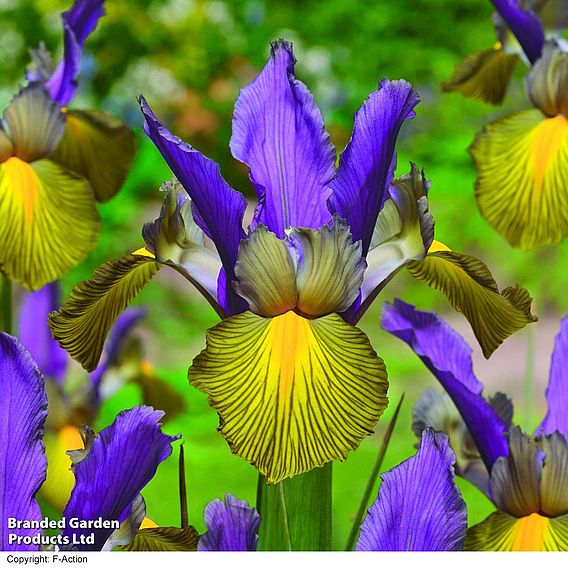 Iris x hollandica 'Picasso'