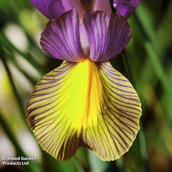 Iris x hollandica 'Picasso'