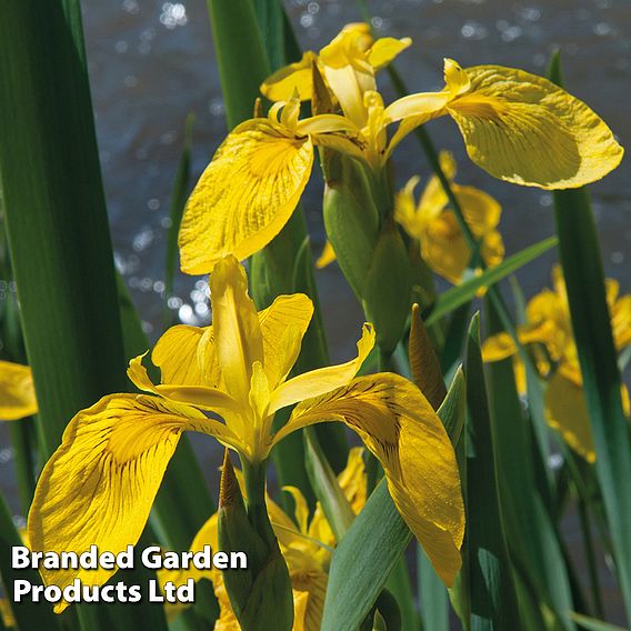 Iris pseudacorus 'Variegata' (Marginal Aquatic)