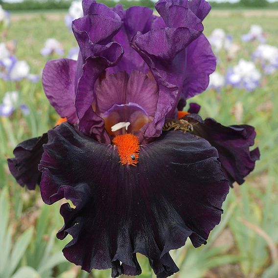 Iris 'Sharp Dressed Man'