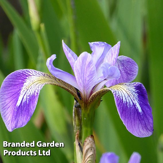 Iris versicolor (Marginal Aquatic)