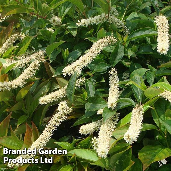 Itea virginica 'Little Henry'