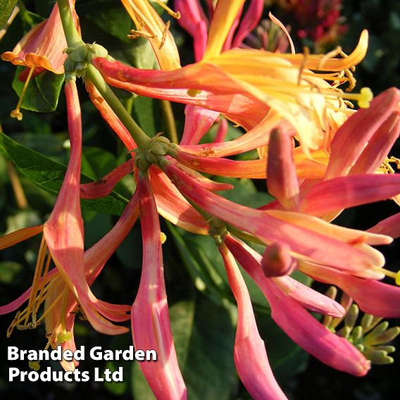 Honeysuckle 'Gold Flame'