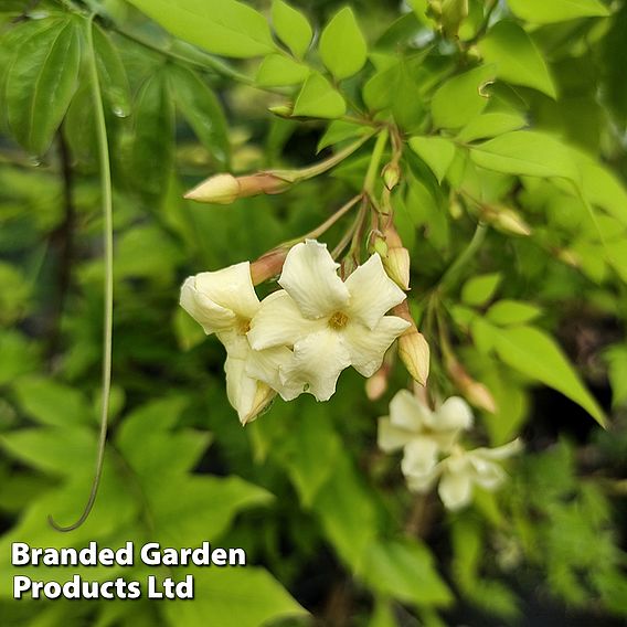 Jasminum officinale 'Clotted Cream'