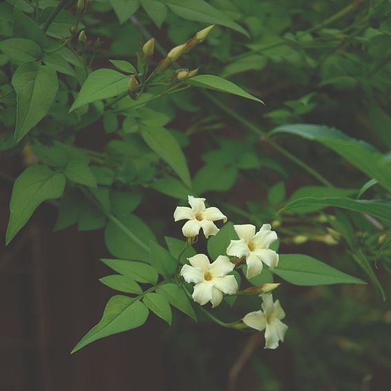 Jasminum officinale 'Clotted Cream'