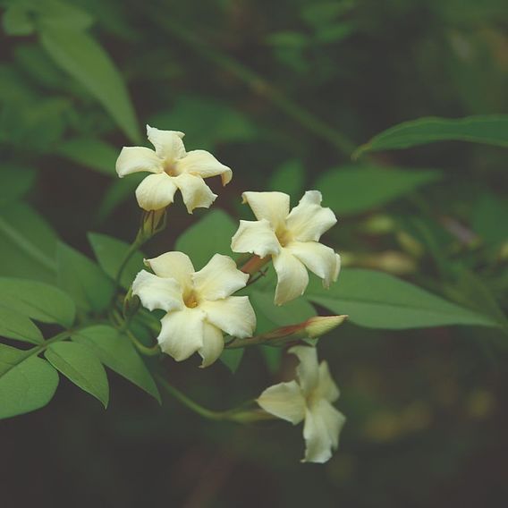 Jasminum officinale 'Clotted Cream'