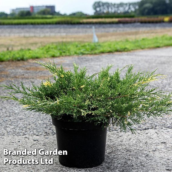 Juniperus pfitzeriana 'White Splash'