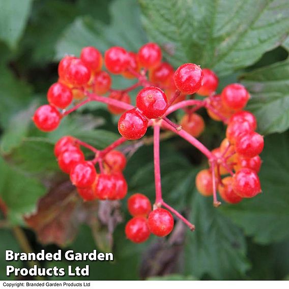 Viburnum opulus 'Compactum'