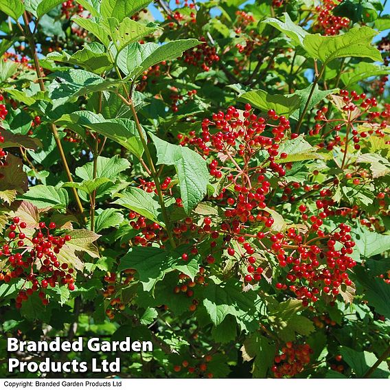 Viburnum opulus 'Compactum'